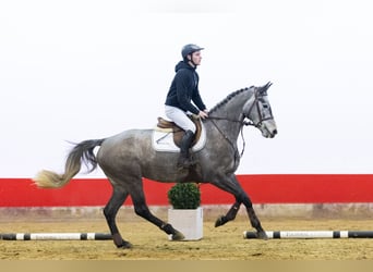 Belgisch Warmbloed, Merrie, 5 Jaar, 161 cm