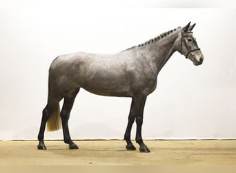 Belgisch Warmbloed, Merrie, 5 Jaar, 161 cm