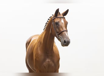Belgisch Warmbloed, Merrie, 5 Jaar, 162 cm, Donkere-vos