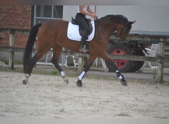 Belgisch Warmbloed, Merrie, 5 Jaar, 165 cm, Brauner