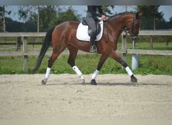 Belgisch Warmbloed, Merrie, 5 Jaar, 165 cm, Brauner