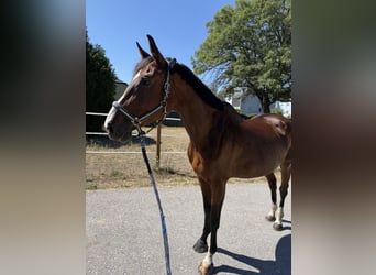 Belgisch Warmbloed, Merrie, 5 Jaar, 165 cm, Bruin