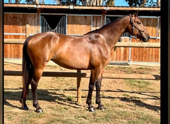 Belgisch Warmbloed, Merrie, 5 Jaar, 165 cm