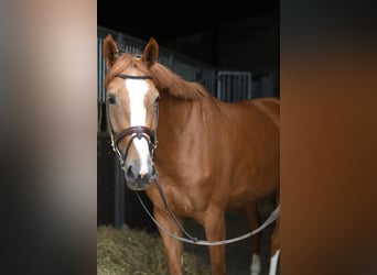 Belgisch Warmbloed, Merrie, 5 Jaar, 165 cm, Vos