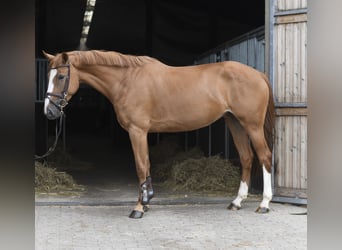 Belgisch Warmbloed, Merrie, 5 Jaar, 165 cm, Vos