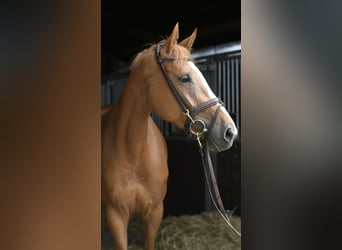 Belgisch Warmbloed, Merrie, 5 Jaar, 165 cm, Vos