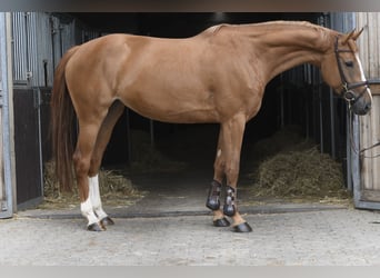 Belgisch Warmbloed, Merrie, 5 Jaar, 165 cm, Vos