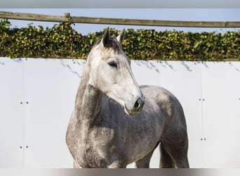 Belgisch Warmbloed, Merrie, 5 Jaar, 166 cm, Appelschimmel