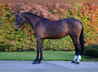 Belgisch Warmbloed, Merrie, 5 Jaar, 167 cm, Donkerbruin