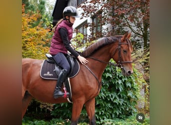 Belgisch Warmbloed, Merrie, 5 Jaar, 168 cm, Bruin