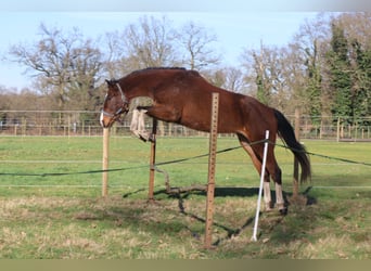 Belgisch Warmbloed, Merrie, 5 Jaar, 170 cm, Bruin