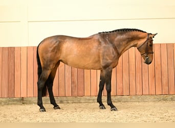 Belgisch Warmbloed, Merrie, 5 Jaar, 170 cm, Bruin