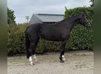 Belgisch Warmbloed, Merrie, 5 Jaar, 173 cm, Zwart