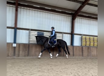Belgisch Warmbloed, Merrie, 5 Jaar, 173 cm, Zwart