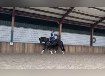 Belgisch Warmbloed, Merrie, 5 Jaar, 173 cm, Zwart