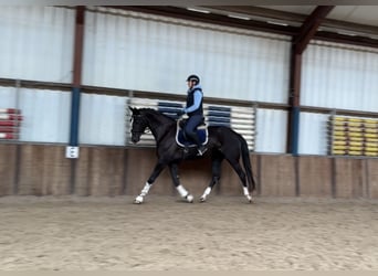 Belgisch Warmbloed, Merrie, 5 Jaar, 173 cm, Zwart