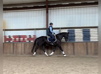 Belgisch Warmbloed, Merrie, 5 Jaar, 173 cm, Zwart