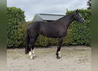 Belgisch Warmbloed, Merrie, 5 Jaar, 173 cm, Zwart