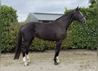 Belgisch Warmbloed, Merrie, 5 Jaar, 173 cm, Zwart