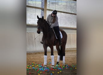 Belgisch Warmbloed, Merrie, 5 Jaar, 174 cm, Bruin