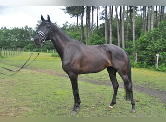 Belgisch Warmbloed, Merrie, 5 Jaar, 174 cm, Zwart