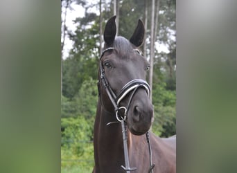 Belgisches Warmblut, Stute, 5 Jahre, 174 cm, Rappe