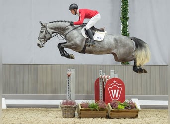 Belgisch Warmbloed, Merrie, 5 Jaar, Bruin