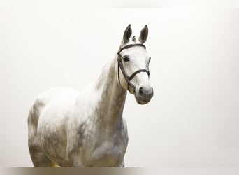 Belgisch Warmbloed, Merrie, 5 Jaar, Schimmel