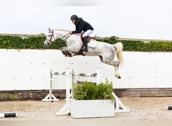 Belgisch Warmbloed, Merrie, 5 Jaar, Schimmel