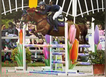 Belgisch Warmbloed, Merrie, 6 Jaar, 147 cm, Vos