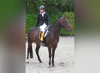 Belgisch Warmbloed, Merrie, 6 Jaar, 163 cm, Donkerbruin