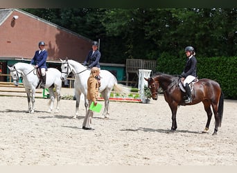 Belgisch Warmbloed, Merrie, 6 Jaar, 163 cm, Donkerbruin