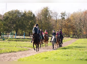 Belgisch Warmbloed, Merrie, 6 Jaar, 163 cm, Donkerbruin