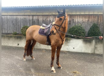 Belgisch Warmbloed, Merrie, 6 Jaar, 163 cm, Vos