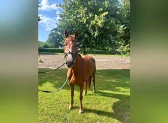 Belgisch Warmbloed, Merrie, 6 Jaar, 164 cm, Donkere-vos