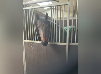 Belgisch Warmbloed, Merrie, 6 Jaar, 165 cm, Bruin