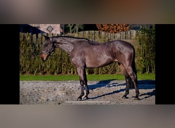 Belgisch Warmbloed, Merrie, 6 Jaar, 165 cm, Bruin