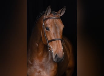 Belgisch Warmbloed, Merrie, 6 Jaar, 168 cm, Bruin