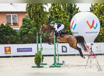 Belgisch Warmbloed, Merrie, 6 Jaar, 168 cm, Roodbruin