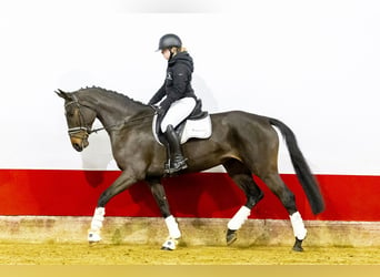 Belgisch Warmbloed, Merrie, 6 Jaar, 169 cm, Donkerbruin