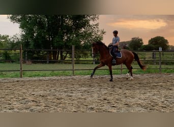Belgisch Warmbloed, Merrie, 6 Jaar, 170 cm, Bruin
