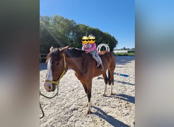 Belgisch Warmbloed, Merrie, 6 Jaar, 170 cm, Bruin
