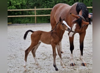 Belgisch Warmbloed, Merrie, 6 Jaar, 170 cm, Bruin