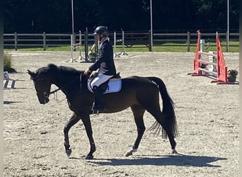 Belgisch Warmbloed, Merrie, 6 Jaar, 170 cm, Donkerbruin