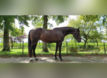 Belgisch Warmbloed, Merrie, 6 Jaar, 170 cm, Donkerbruin