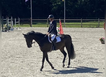 Belgisch Warmbloed, Merrie, 6 Jaar, 170 cm, Donkerbruin