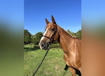 Belgisch Warmbloed, Merrie, 6 Jaar, 170 cm, Vos