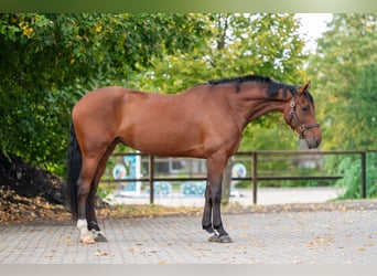 Belgisch Warmbloed, Merrie, 6 Jaar, 171 cm, Bruin