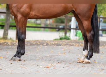 Belgisch Warmbloed, Merrie, 6 Jaar, 171 cm, Bruin