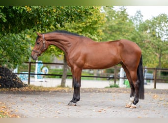 Belgisch Warmbloed, Merrie, 6 Jaar, 171 cm, Bruin